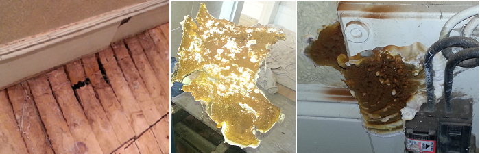 dry rot contractors newcastle